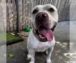 Small American Pit Bull Terrier