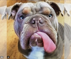 Bulldog Dog for Adoption in WALNUT CREEK, California USA