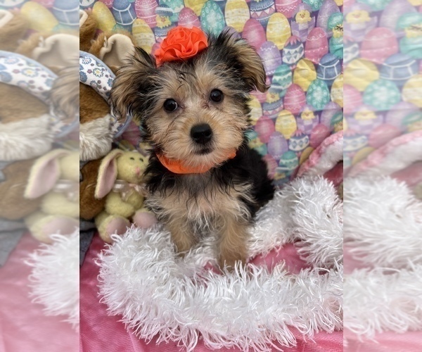 Medium Photo #8 YorkiePoo Puppy For Sale in BOLINGBROOK, IL, USA