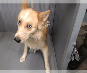 Gerberian Shepsky Dogs for adoption in Downey, CA, USA