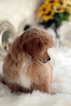 Small Photo #15 Havanese-Poodle (Toy) Mix Puppy For Sale in HOUSTON, TX, USA
