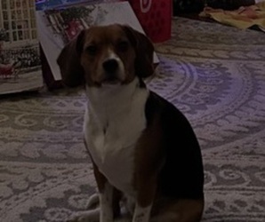 Mother of the Beabull-Beagle Mix puppies born on 05/29/2025
