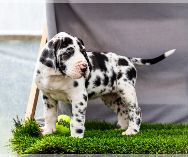 Medium Photo #17 Great Dane Puppy For Sale in WAKARUSA, IN, USA