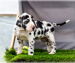 Small #7 Great Dane