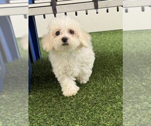 Bichon Frise Puppy for sale in KOKOMO, IN, USA
