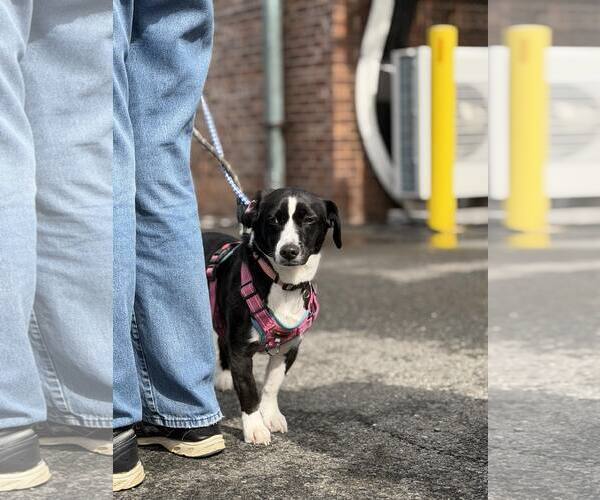 Medium Photo #9 Mutt Puppy For Sale in Westwood, NJ, USA