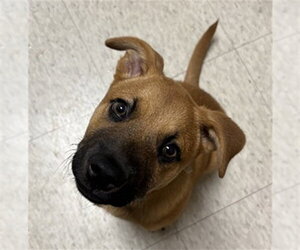 Black Mouth Cur-Unknown Mix Dogs for adoption in Plano, TX, USA