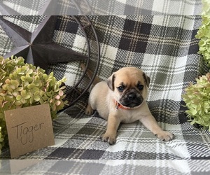 Medium Puggle