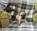 Puppy Tigger Puggle