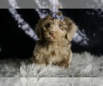 Small #1 Yorkipoo