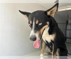 German Shepherd Dog-Unknown Mix Dogs for adoption in Houston, TX, USA