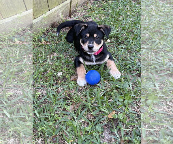 Medium Photo #1 Labrador Retriever-Unknown Mix Puppy For Sale in The Woodlands, TX, USA