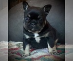 Small #4 French Bulldog