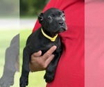 Puppy ZaZa Cane Corso