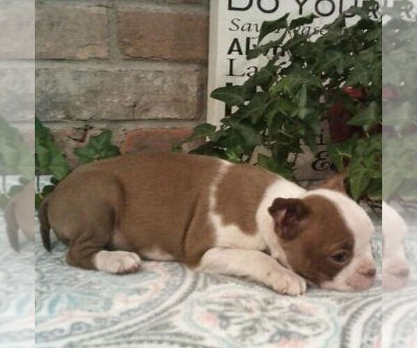 Medium Photo #4 Boston Terrier Puppy For Sale in HOT SPRINGS, SD, USA