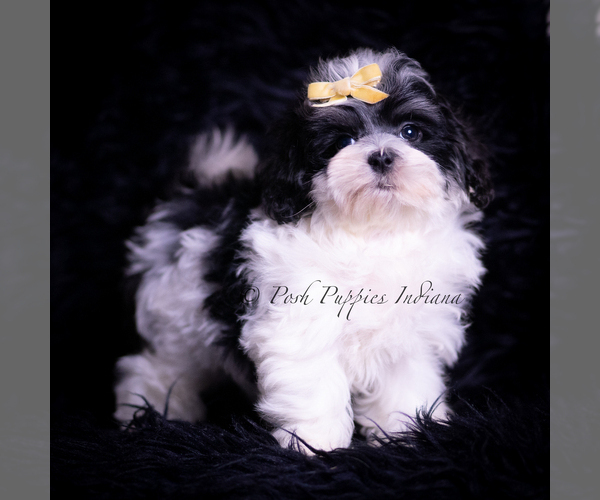 Medium Photo #32 Maltipoo (Miniature) Puppy For Sale in WARSAW, IN, USA