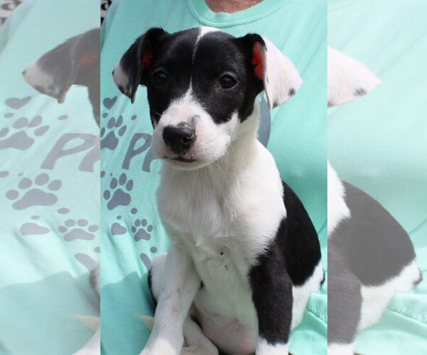 Medium Photo #1 Catahoula Leopard Dog-Labrador Retriever Mix Puppy For Sale in Prattville, AL, USA