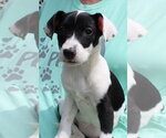 Small Catahoula Leopard Dog-Labrador Retriever Mix