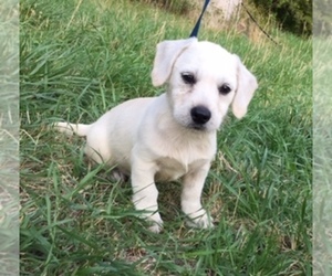 Golden Retriever-West Highland White Terrier Mix Puppy for sale in COLVILLE, WA, USA
