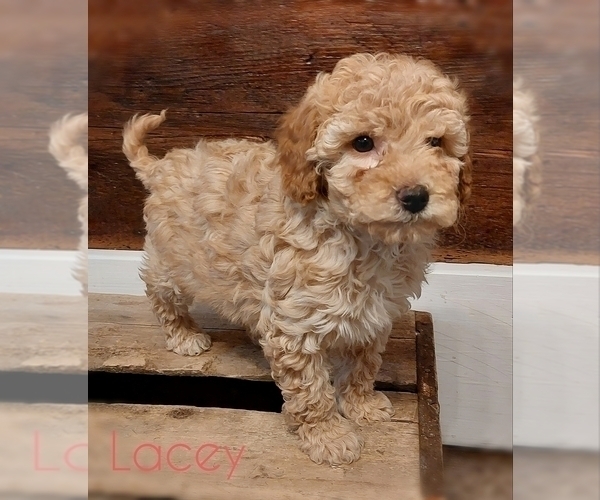 Medium Photo #2 Cavapoo Puppy For Sale in LEBANON, PA, USA