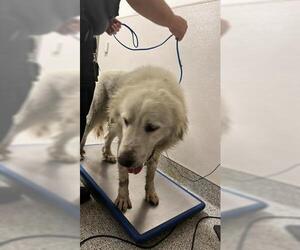 Great Pyrenees Dogs for adoption in Houston, TX, USA