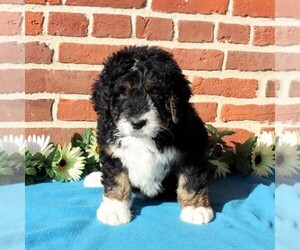 Bernedoodle Puppy for sale in PEACH BOTTOM, PA, USA