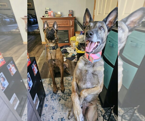 Medium Photo #9 Mutt Puppy For Sale in Stevens Point, WI, USA
