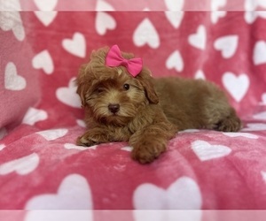 ShihPoo Puppy for sale in LAKELAND, FL, USA