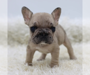 French Bulldog Puppy for sale in BOSTON, MA, USA