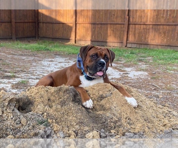 Medium Photo #1 Boxer Puppy For Sale in WEST COLUMBIA, SC, USA