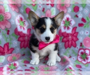 Pembroke Welsh Corgi Puppy for sale in LANCASTER, PA, USA