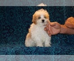 Small #3 Goldendoodle (Miniature)