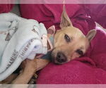 Small #1 Chihuahua Mix