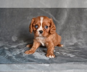 Cavalier King Charles Spaniel Puppy for sale in MILLERSBURG, OH, USA