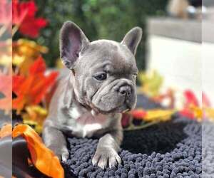 French Bulldog Puppy for sale in BOSTON, KY, USA