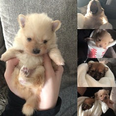 Pomeranian Puppy for sale in LAWRENCE, MA, USA