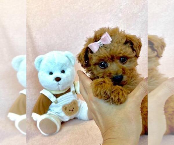 Medium Photo #13 Poodle (Toy) Puppy For Sale in FORT LAUDERDALE, FL, USA
