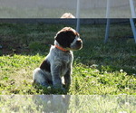 Puppy Orange Puppy German Wirehaired Pointer