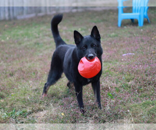 Medium Photo #2 German Shepherd Dog Puppy For Sale in Cookeville, TN, USA
