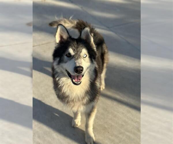 Medium Photo #2 Siberian Husky-Unknown Mix Puppy For Sale in Elk Grove, CA, USA
