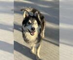 Small #1 Siberian Husky Mix