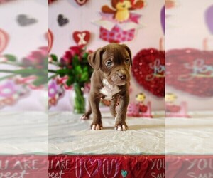 American Bully Puppy for sale in KENT, WA, USA