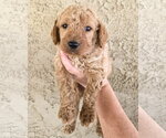 Small #1 Goldendoodle