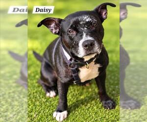 American Staffordshire Terrier-Unknown Mix Dogs for adoption in Derwood, MD, USA