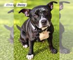 DAISY - Female American Staffordshire Terrier-Unknown Mix Dog for Adoption - Small photo