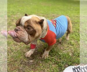 Bulldog-Unknown Mix Dogs for adoption in New Oxford , PA, USA