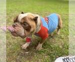 Small Bulldog Mix