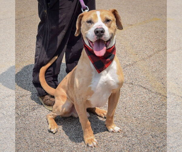Medium Photo #3 American Bulldog-American Staffordshire Terrier Mix Puppy For Sale in Huntley, IL, USA