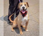 Small #2 American Bulldog-American Staffordshire Terrier Mix