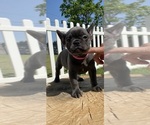 Small Photo #5 French Bulldog Puppy For Sale in WATAUGA, TX, USA